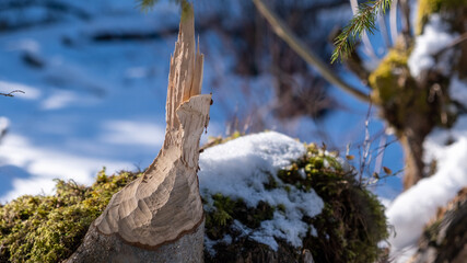 Fototapeta na wymiar Tree stump in snow cut down by beaver