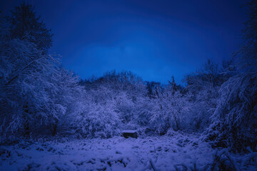 Winterlandschaft in der L&uuml;neburger Heide am fr&uuml;hen Morgen