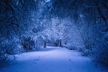 Winterlandschaft in der L&uuml;neburger Heide am fr&uuml;hen Morgen