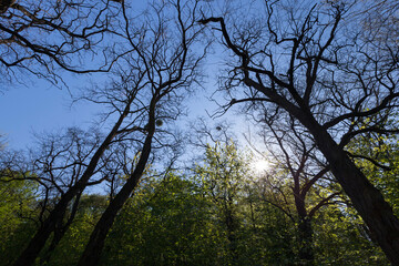 Young spring foliage of trees in the spring season