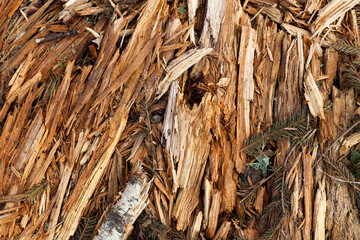 tree felling and wood harvesting in Europe