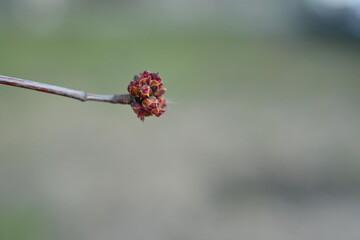 red spring buds of a tree on a turquoise background, the awakening of nature after winter