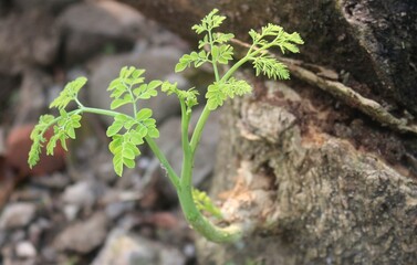 New Tree Shoots, Even though it has been cut down and some of the stems have been burned, this tree is still trying to survive by growing new young shoots.
A very valuable lesson for humans.