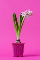Pink hyacinth flower (Hyacinthus orientalis), on a pink background. First spring flower. Greeting card.