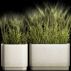 Set Of Green Ears Of Wheat In A Pot