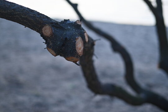 spring pruning of trees, cut tree trunks,  cut branches of shrubs, sanitary pruning of trees, trimming trees,  pruning trees, tree branches, close-up view of a tree, cut tree, on a gray background