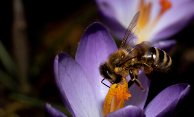 pracowita pszczoła zbiera pyłek z pierwszych krokusów - obrazy, fototapety, plakaty