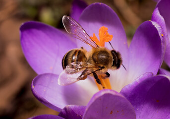 Pszczoła zbierająca pyłek z fioletowego krokusa - obrazy, fototapety, plakaty