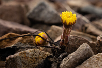 Żółty kwiat wyrastający z pomiędzy kamieni