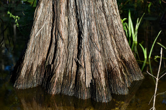 cypress stumps and knees in the swamp