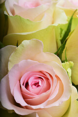 close up of pink rose flower background - 580379848