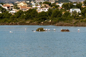 Flamingos in the natural park of Salinas de Calpe 
