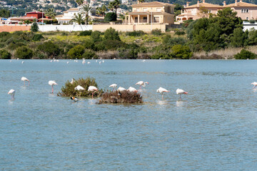 Flamingos in the natural park of Salinas de Calpe 