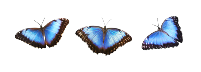 Set of Morpho peleides butterflies isolated on white or transparent background