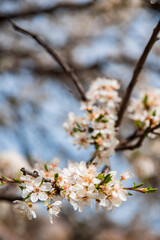 Blossom tree over nature background, Spring flowers, Spring Background