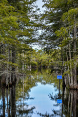 Obraz premium swamp in the day