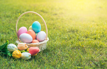 Colourful Easter eggs decoration in basket with flower on green grass lawn. Happy Easter tradition holiday and springtime seasonal celebration concept.