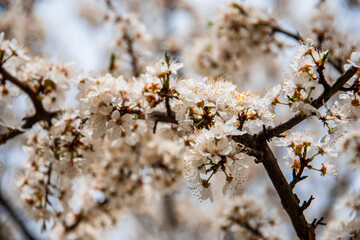 Blossom tree over nature background, Spring flowers, Spring Background