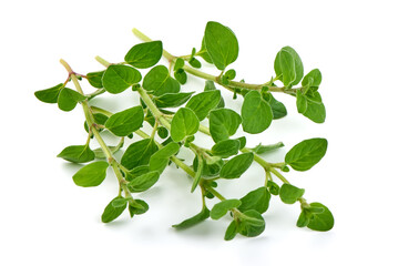 Fresh sweet marjoram herb, isolated on the white background.