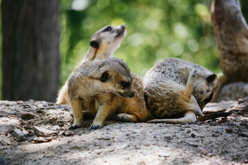 Familia de suricatas