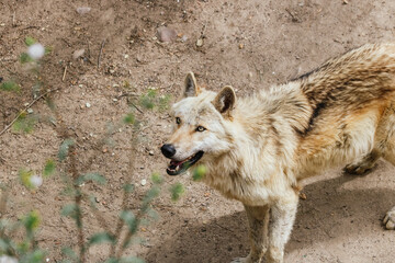 Lobo gris buscando comida