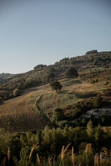 Obraz premium Tree in the field