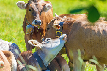Kühe - Kälber - Kuscheln - Kuhbussi - niedlich - lustig - Allgäu