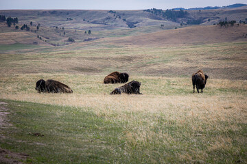  Buffalo in Custer State Park, SD 