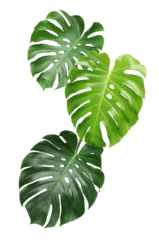 Rolgordijnen Monstera Green monstera leaf on transparent background.