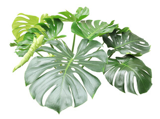Green monstera leaf on transparent background.