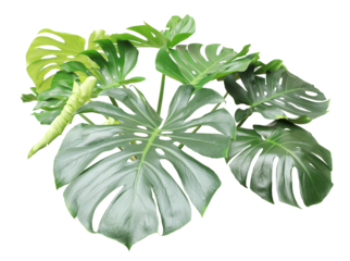 Green monstera leaf on transparent background.
