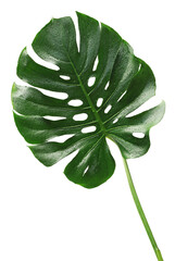 Green monstera leaf on transparent background.