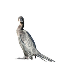 Little cormorant or Javanese cormorant on transparent background