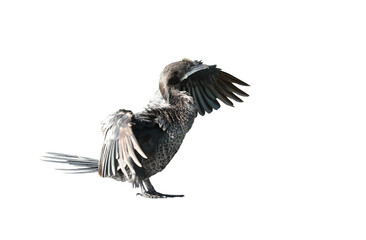 Little cormorant or Javanese cormorant spread wings isolated on transparent background.