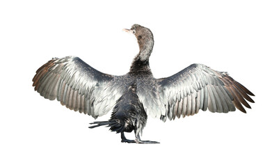 Little cormorant or Javanese cormorant spread wings isolated on transparent background.