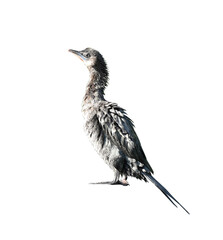 Fototapeta premium Little cormorant or Javanese cormorant on transparent background