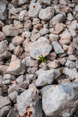 Grey white rocks river in an old mine. Grass growing through the rocks.