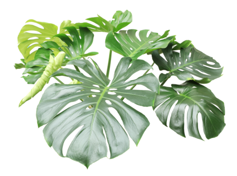 Green monstera leaf on transparent background.