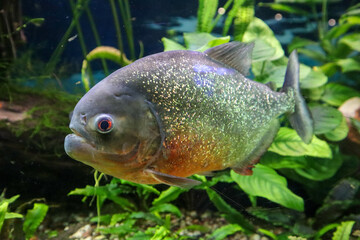 piranha fish in aquarium close up view