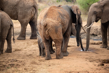 A herd of elephants protects a calf, or rather baby, at a waterhole. Large herd at waterhole with small sweet elephant in the wild Tsavo National Park, Kenya, East Africa