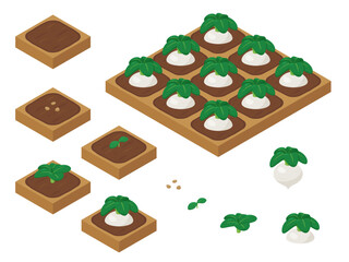 農場ゲームのイラスト_成長する蕪_アイソメトリック