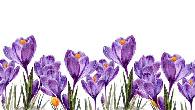 Seamless border of spring crocus flowers. Watercolor illustration isolated on a white background.