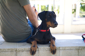 Man sitting in the park with his doberman puppy dog. The dog is looking attentively at something. Concept pets and animals.