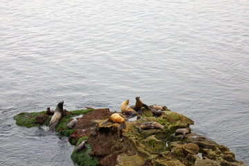 Many sea lions and pinnipeds (pups) resting on the mossy rock by the seashore in La Jolla Cove, California.