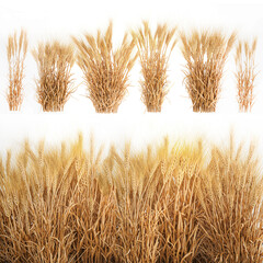 3D illustration Bushes of dry ears of wheat for landscape design on white background