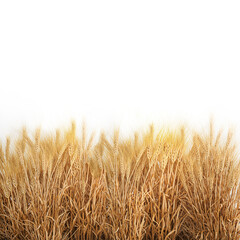3D illustration Bushes of dry ears of wheat for landscape design on white background