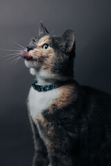 Dilute Calico Portrait 