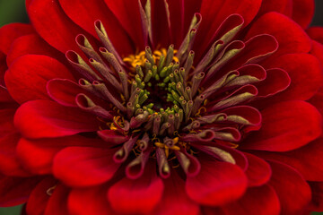 Gorgeous red zinnia flower close up. Greeting card, floral background.