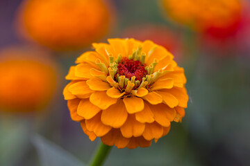 Gorgeous orange zinnia flower on a natural background. Floriculture, landscaping.