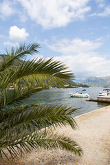 Fototapeta na wymiar Palm trees near the Bay of Kotor in Montenegro. Beautiful view of the sea and yachts.